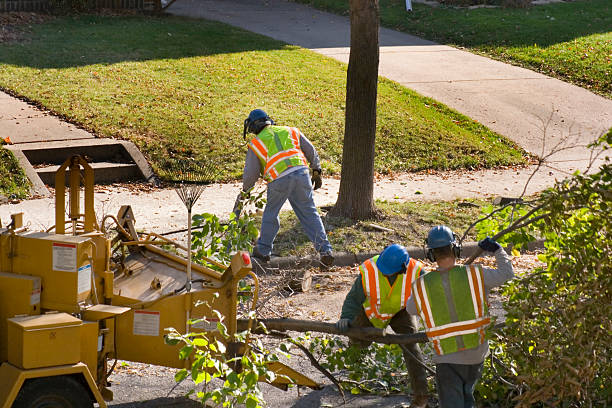 Trusted Cape Coral, FL Tree Removal and Landscaping Services Experts